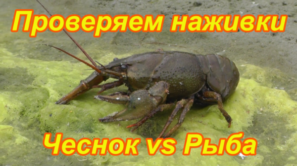 Ловля раков. Тестируем наживки чеснок vs рыба путасу. На что рак лучше идет.