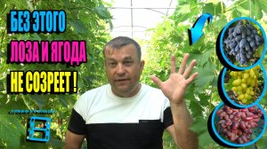 5 ОБЯЗАТЕЛЬНЫХ ПРИЕМОВ ДЛЯ СОЗРЕВАНИЯ ЯГОД И ВЫЗРЕВАНИЯ ЛОЗЫ! СЕВЕРНЫЙ ВИНОГРАДНИК 24-26