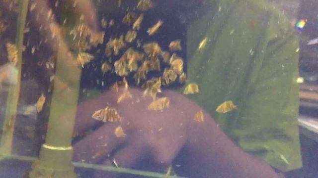 Окунь Тигровый - Datnoides Microlepis 2