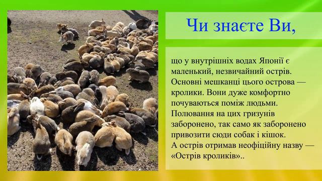 Остров кроликов смотреть онлайн