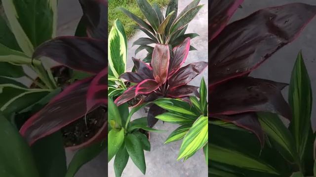 Кордилина - тропические растения для фитодизайна смотреть онлайн