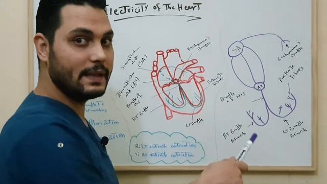ELECTRICITY OF THE HEART,AV NODE,SA NODE,BUNDLE OF HIS إنقباض وإنبساط عضلات القلب #NURSE_NOTE смотреть онлайн
