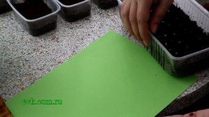 Размножение акации семенами