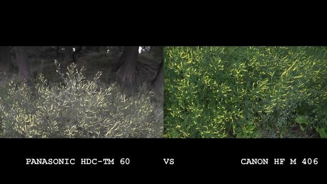 PANASONIC HDC-TM 60 VS CANON HF M 406 смотреть онлайн