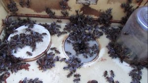 июнь на пасеке - улей термос или улей с открытой снизу сеткой