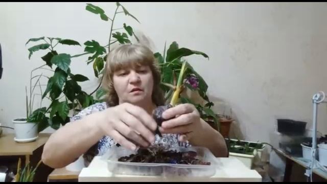 как сохранить луковицы гиацинта после выгонки смотреть онлайн