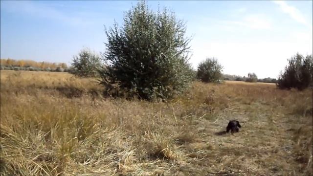 Отстрел разных пуль на кучность, с коллиматором " Пилад р-1.30" смотреть онлайн