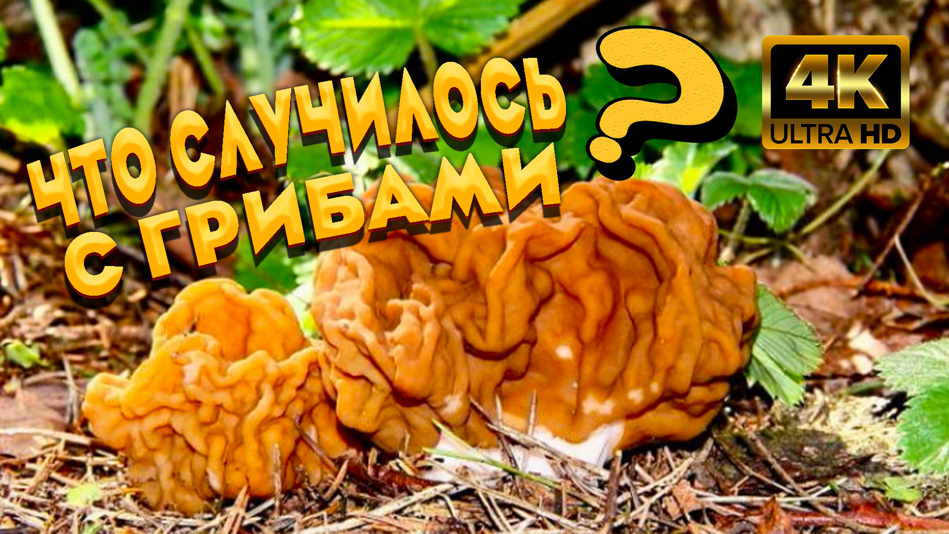 ? Грибные новости из леса в середине мая ? Что случилось с грибами ? Попали под дождь в лесу ? смотреть онлайн