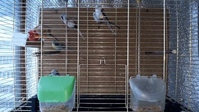 Синицы смотреть онлайн