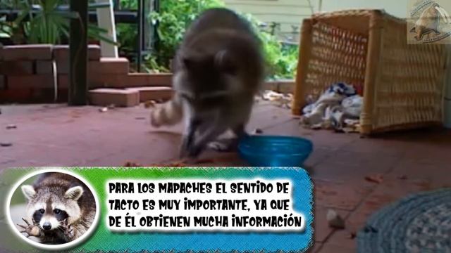 Los mapaches y su limpieza | Un mamífero que parece lava todo | (Zoológico virtual) | ¿Sabias Qué?| смотреть онлайн