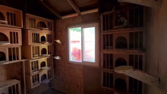 Внутри такой вид голубятника смотреть онлайн