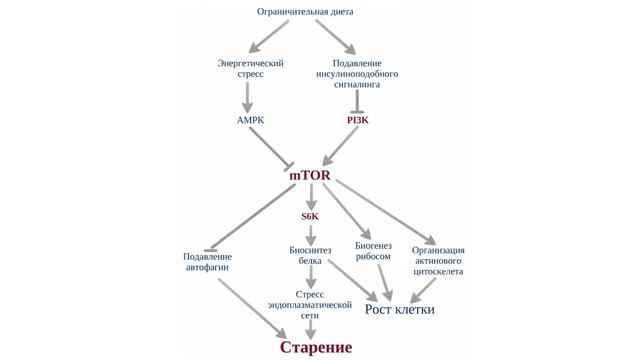 Лекция для форума Ни дня без науки в Перми 2018 смотреть онлайн