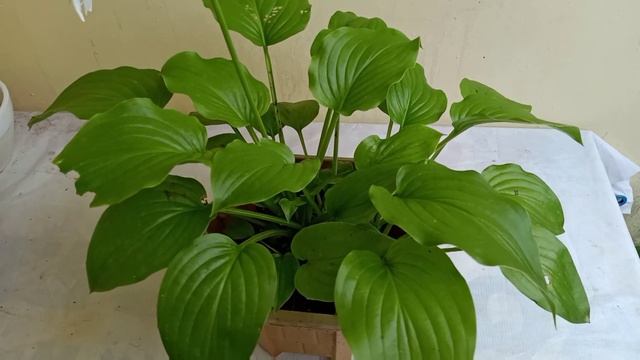 Complete Care of Hosta Plantaginea/August Lily ||Soil, Fertilizers,Sunlight,Water- all about Hosta смотреть онлайн