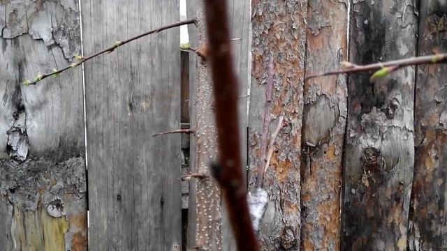 Прививка АБРИКОС черенком №1,2,3 поэтапное развитие (1 часть) смотреть онлайн