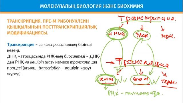 нуклеин қышқылы. обновленка смотреть онлайн