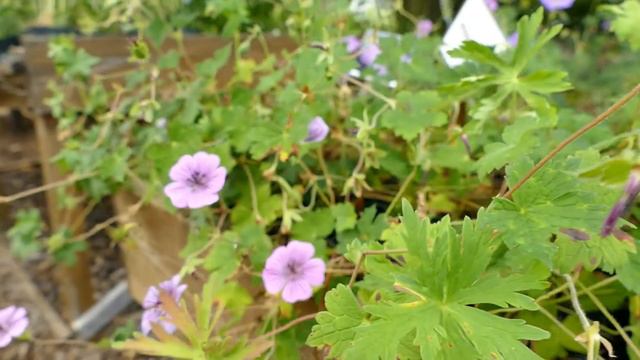Geranium 'Pink Penny' смотреть онлайн