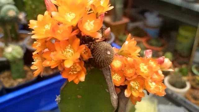 Rebutia Heliosa Cactus Flowers 2020 смотреть онлайн