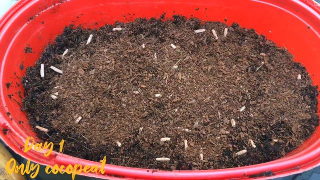 Adenium seeds germination, tips and tricks #merinsunny #gardenfairies смотреть онлайн