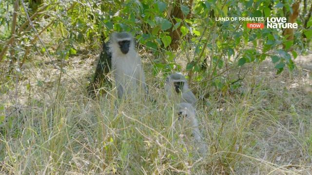 Земля приматов / Land of Primates Серия 4. Павианы Бамбелелы смотреть онлайн
