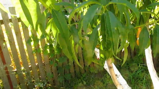 ЧТО ДЕЛАТЬ, ЕСЛИ ПЕРСИК ЗАСЫХАЕТ. Восстановление персика. смотреть онлайн