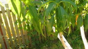 ЧТО ДЕЛАТЬ, ЕСЛИ ПЕРСИК ЗАСЫХАЕТ.  Восстановление персика.