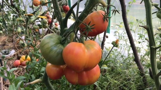 Томат ЗАГАДКА природы ( очень вкусный и урожайный сорт ) смотреть онлайн