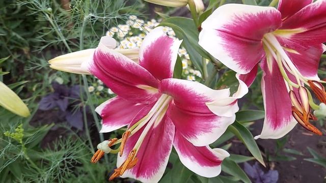 Лилии ОТ-гибриды расцветают. Сорта - Сатисфекшн и Салтарелло. Июль 2021г. смотреть онлайн
