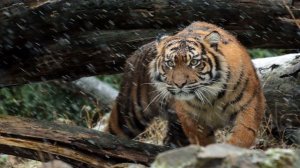 К чему снится ТИГР или видеть ТИГРА во сне ★ Толкование Снов ★ СОННИК 3.0™