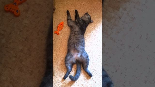 Меряем температуру воздуха в "котиках на мимимиметр" )) смотреть онлайн