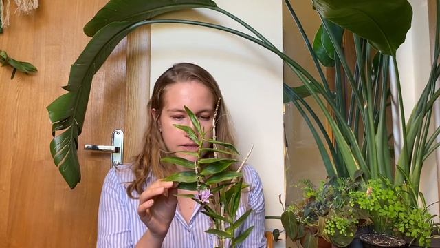 Орхидеи: толумния хамелеон, самый большой цветонос, часто цветущий и самый ароматный дендробиумы смотреть онлайн