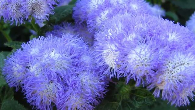 Агератум ч.2. Уход за агератумом на открытом грунте, вредители и болезни смотреть онлайн