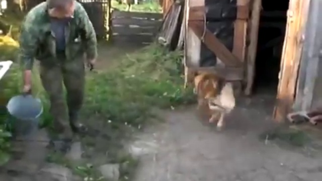 Собака дверьзакрывака смотреть онлайн