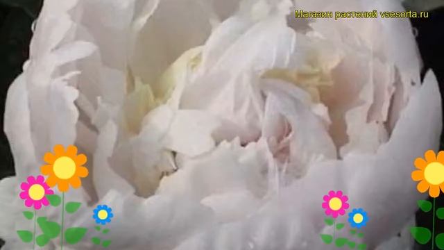Пион молочноцветковый Баронесса Шредер. Краткий обзор paeonia lactiflora Baroness Schroeder
