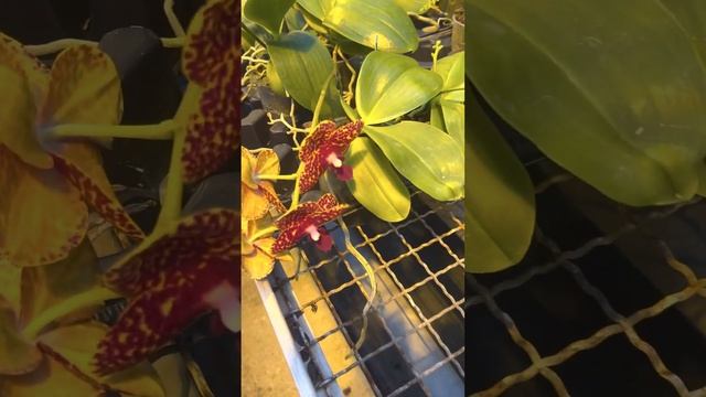 Поездка в теплицу к Швертеру. Теплица орхидей. Германия. Дортмунд. Schwerter смотреть онлайн