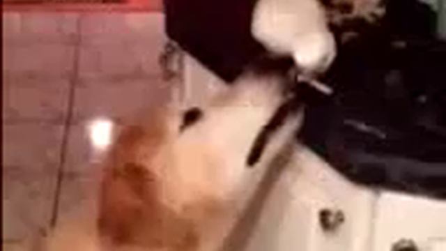 Сборник самых милых животных и их забавы смотреть онлайн