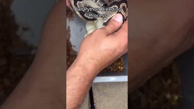 The Ball Python Breeding Process смотреть онлайн