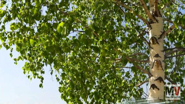 Любэ - Березы кавер на гитаре смотреть онлайн