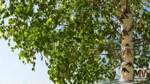 Любэ - Березы кавер на гитаре