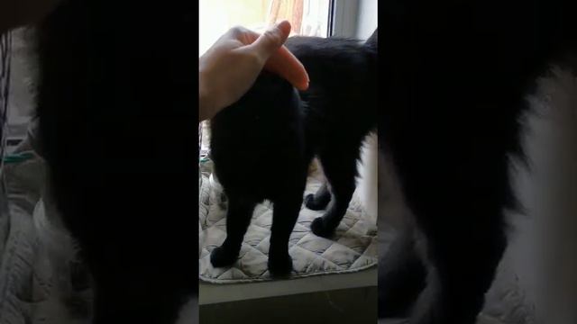 Michiko.ru | Кошка Ночка ищет дом. Отдаем бесплатно. Коты в дар в добрые руки. смотреть онлайн