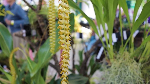 Lisbon Orchid Show And Sale // APO 2023