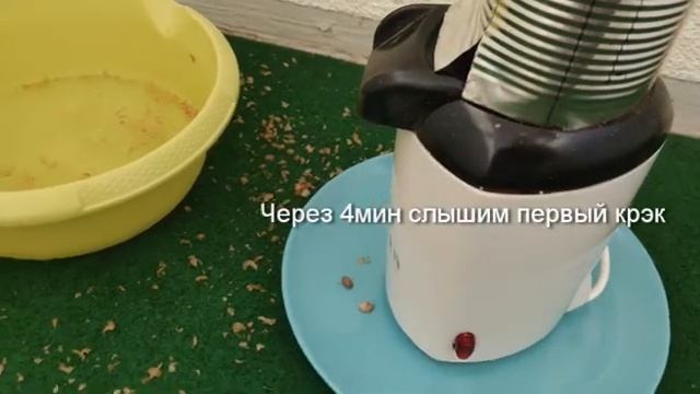 Обжариваем кофе в домашних условиях в попкорн мейкере coffee roasting смотреть онлайн