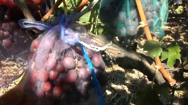 Виноград Памяти родителей 2020 смотреть онлайн