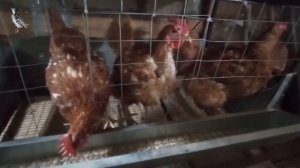 Куры несушки в клетке. Содержание курей несушек в клетке