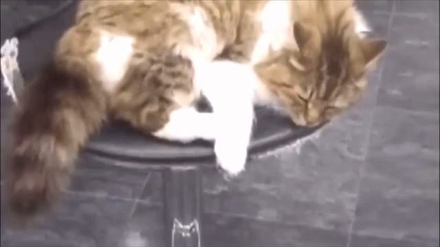 Жалостливый человек впустил к себе кошку, даже не подозревая, к чему это может привести смотреть онлайн