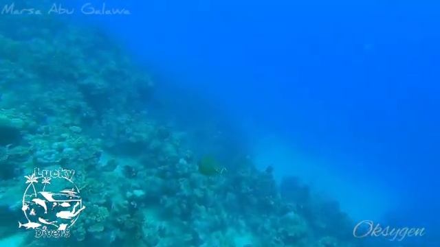 #Подводные_экскурсии в #Хургаде для любого уровня подготовки ?Abu Galawa 2 смотреть онлайн