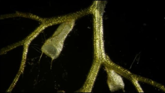 Растения хищники. Пузырчатка смотреть онлайн