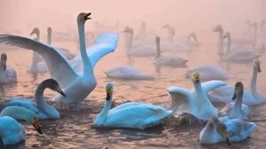 Дворовая песня 70х.- Плач лебедя