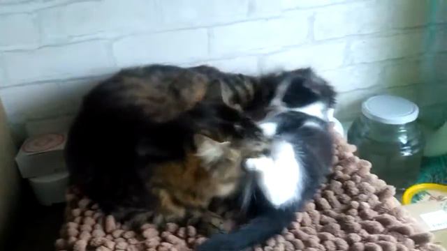 Кошки водные процедуры