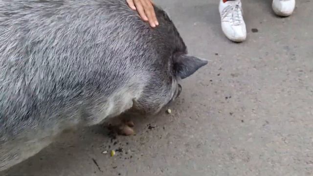 Чуть не съела! Самая большая свинья в Карпатах? смотреть онлайн
