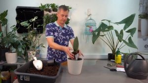 Необычная Сансевиерия Масониана - растение из одного листа